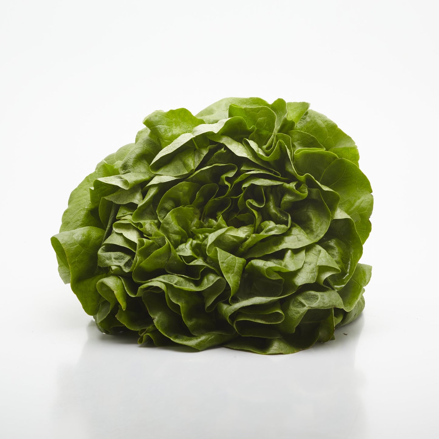 Šalát Hlávkový BIO.