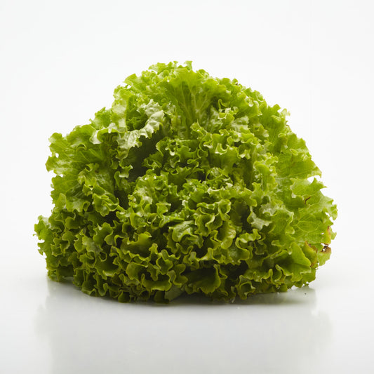 Šalát Lollo Biondo BIO.