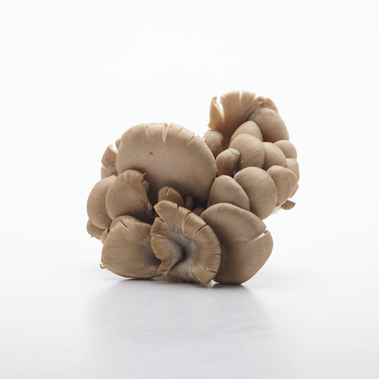 Hliva ustricová. 100g