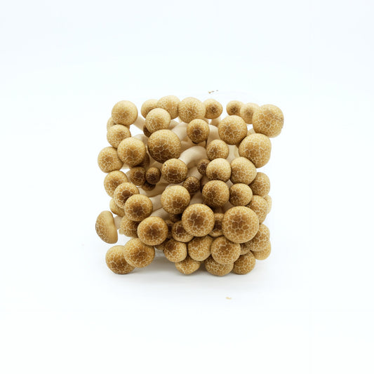 Hnedé huby Shimeji 150g.