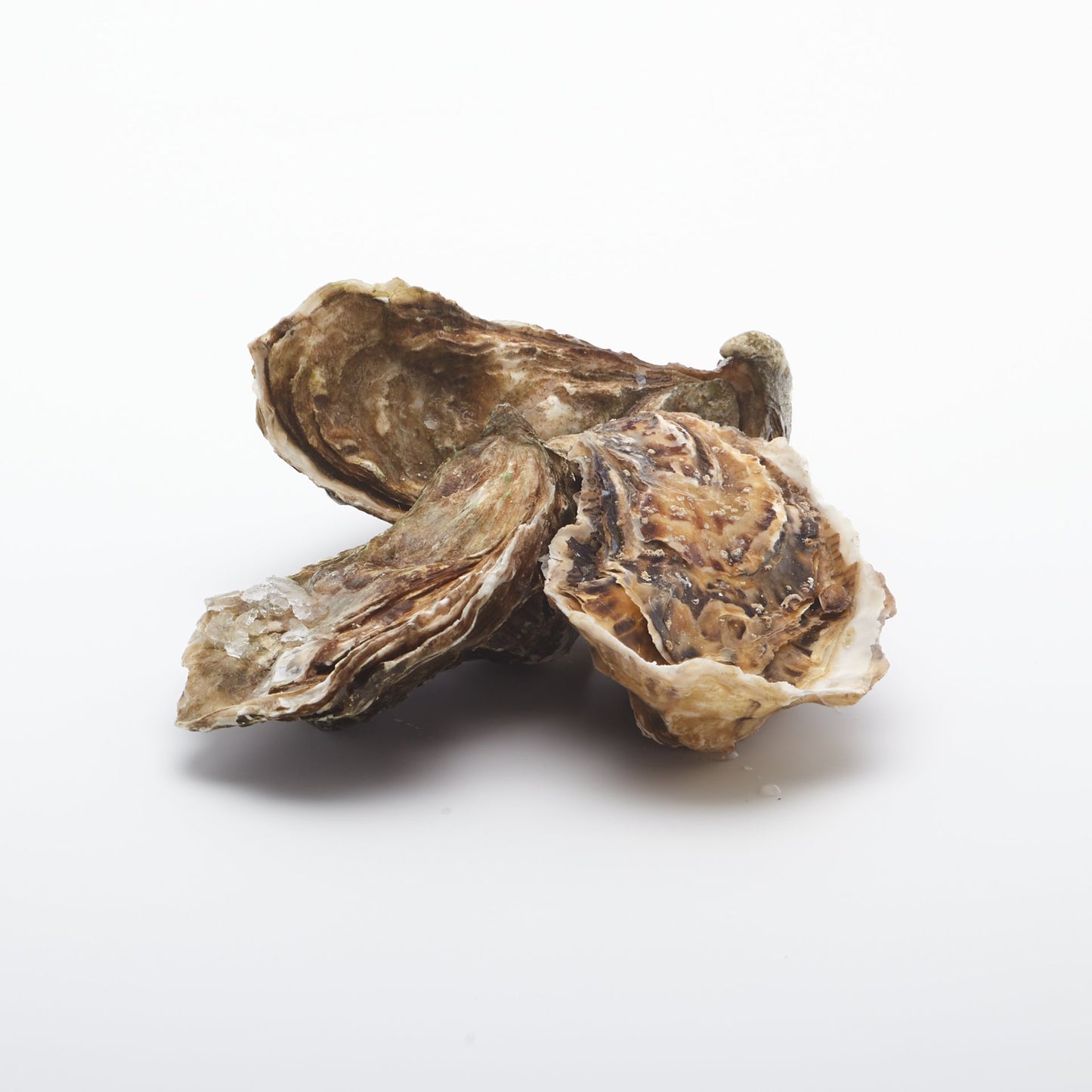 Ustrice "fine de claire" živé.